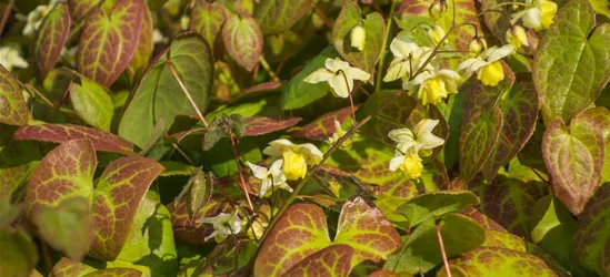 Schwefelgelbe Garten-Elfenblume 'Sulphureum'