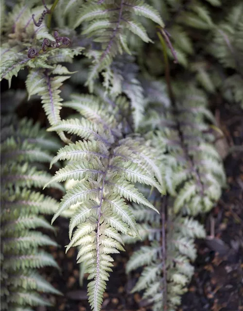 Athyrium niponicum 'Metallicum'