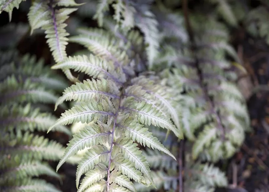 Athyrium niponicum 'Metallicum'