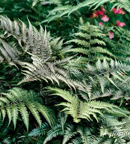 Athyrium niponicum 'Metallicum'