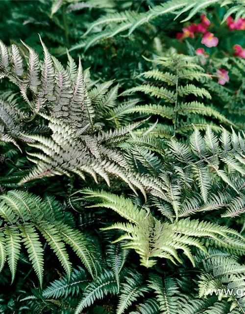 Athyrium niponicum 'Metallicum'