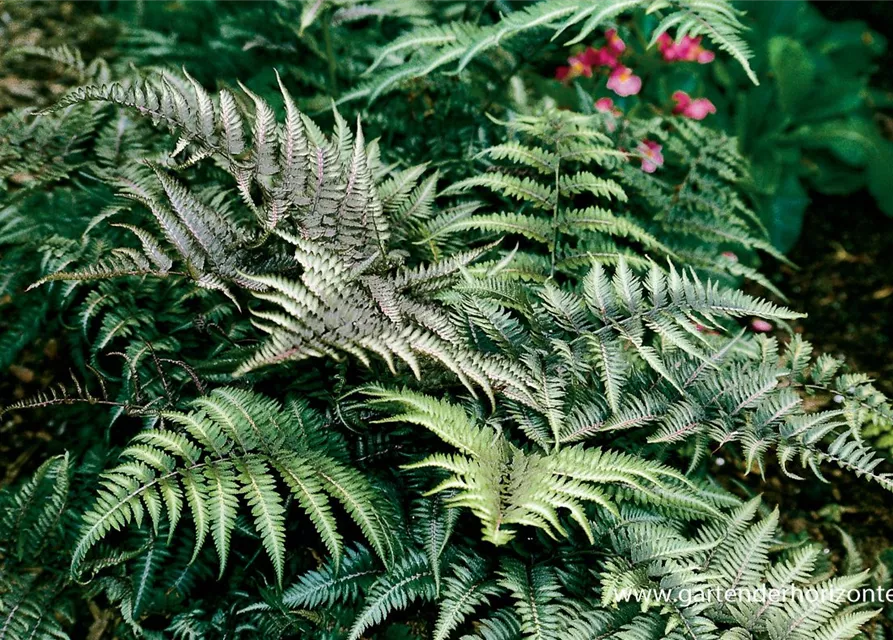 Athyrium niponicum 'Metallicum'