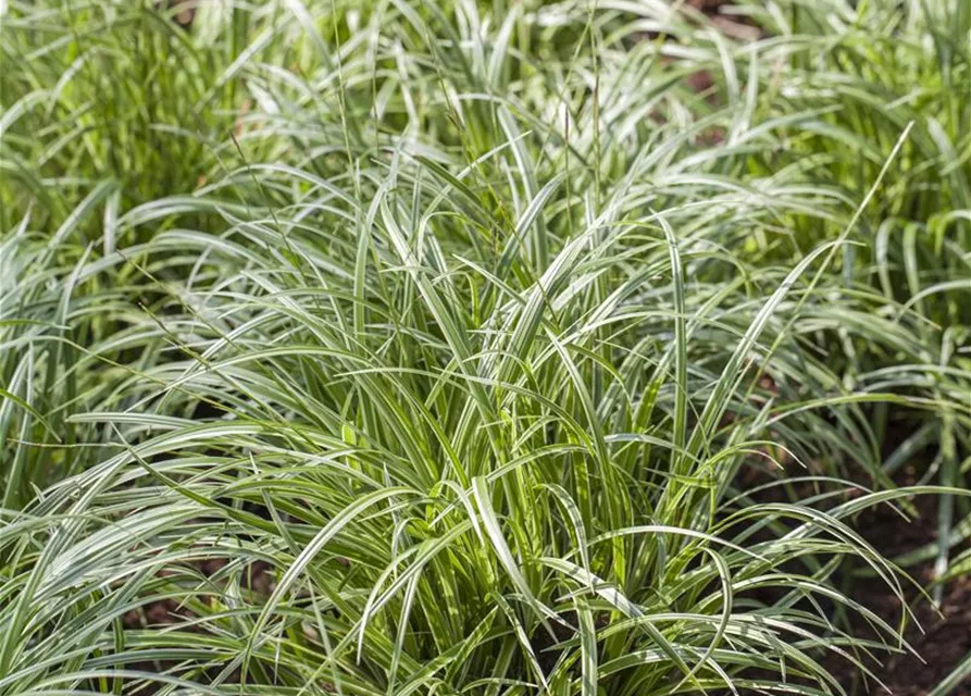 Carex morrowii