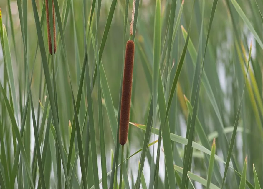 Schmalblättriger Rohrkolben