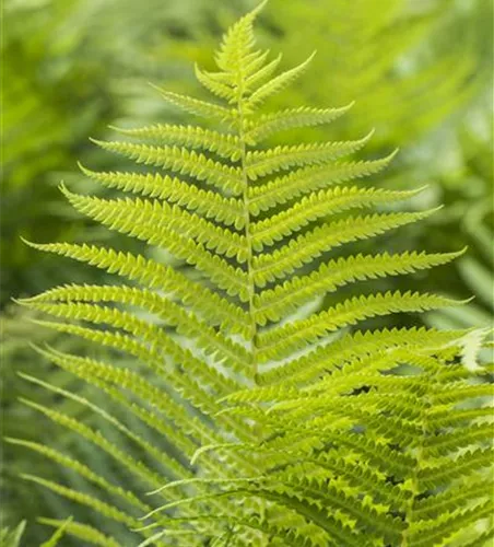 Polystichum aculeatum