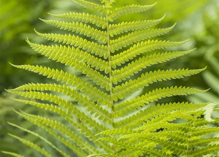 Polystichum aculeatum