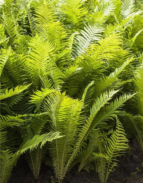 Polystichum aculeatum