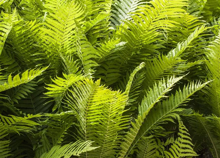 Polystichum aculeatum