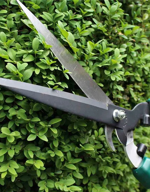 Siena Garden Pro Alu Heckenschere CH2560, 56,5 cm