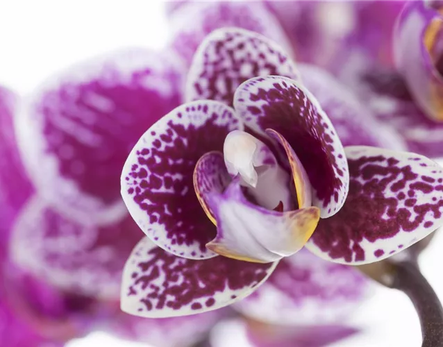 ORCHIDEEN FüR ANFäNGER UND PROFIS