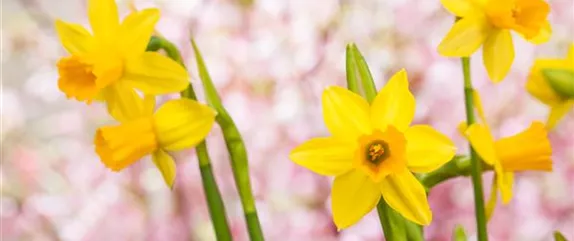 FRüHLING AUF DEM BALKON