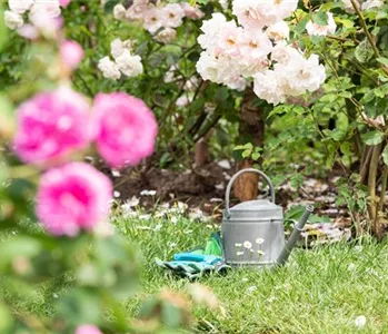 Rosen pflanzen – So erstrahlt die Königin im Garten