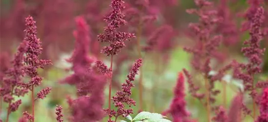 Arends Garten-Prachtspiere 'Fanal'