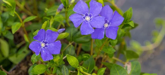 Kleines Garten-Immergrün 'Marie'(s)