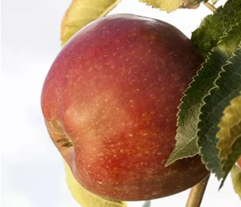 SOMMERSCHNITT FüR OBSTBäUME