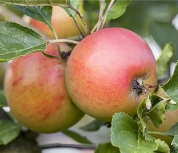 WIE GEHT... OBSTGEHöLZE PFLANZEN: