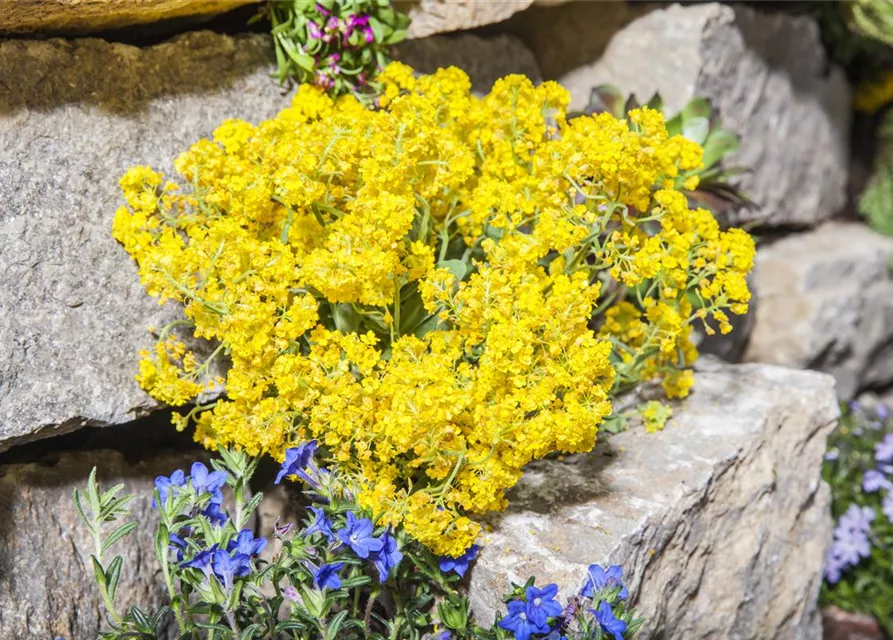 Garten-Berg-Steinkraut 'Berggold'