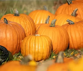 Der Herbst ist die beste Zeit für leckere und hübsche Kürbisse