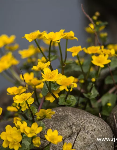 Caltha palustris