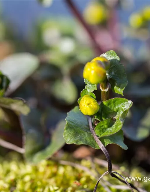 Caltha palustris