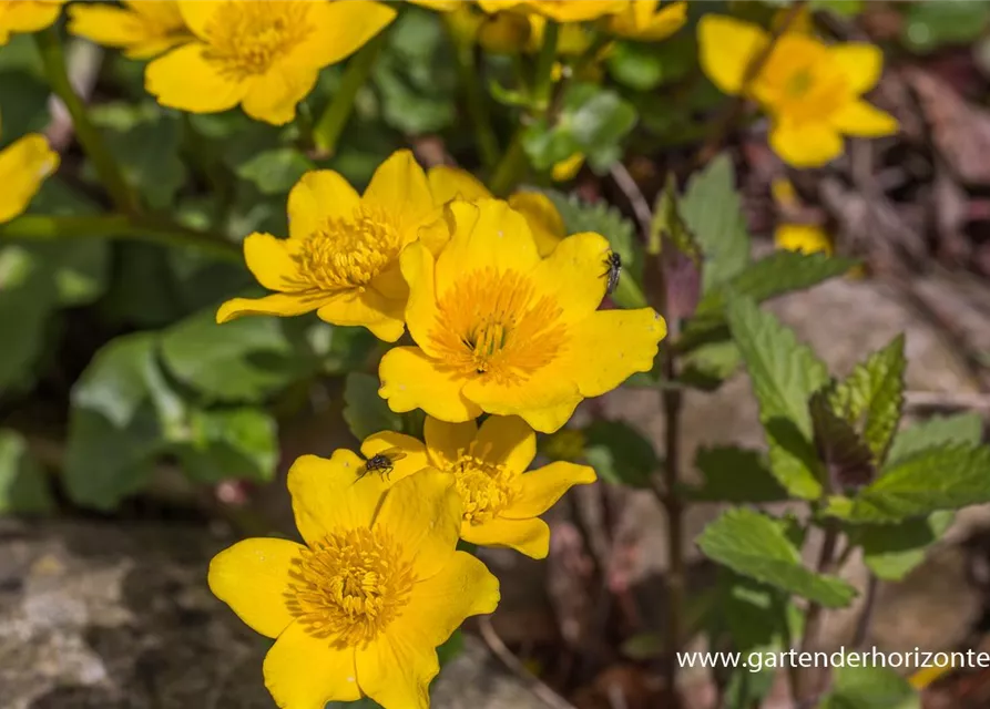 Caltha palustris