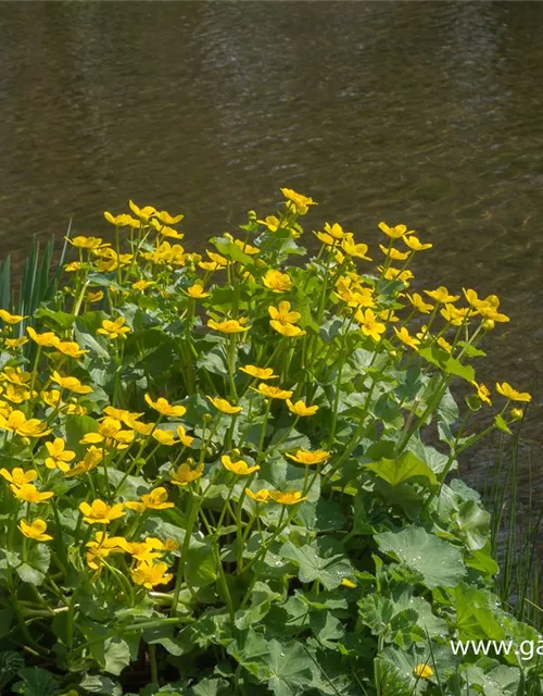 Caltha palustris