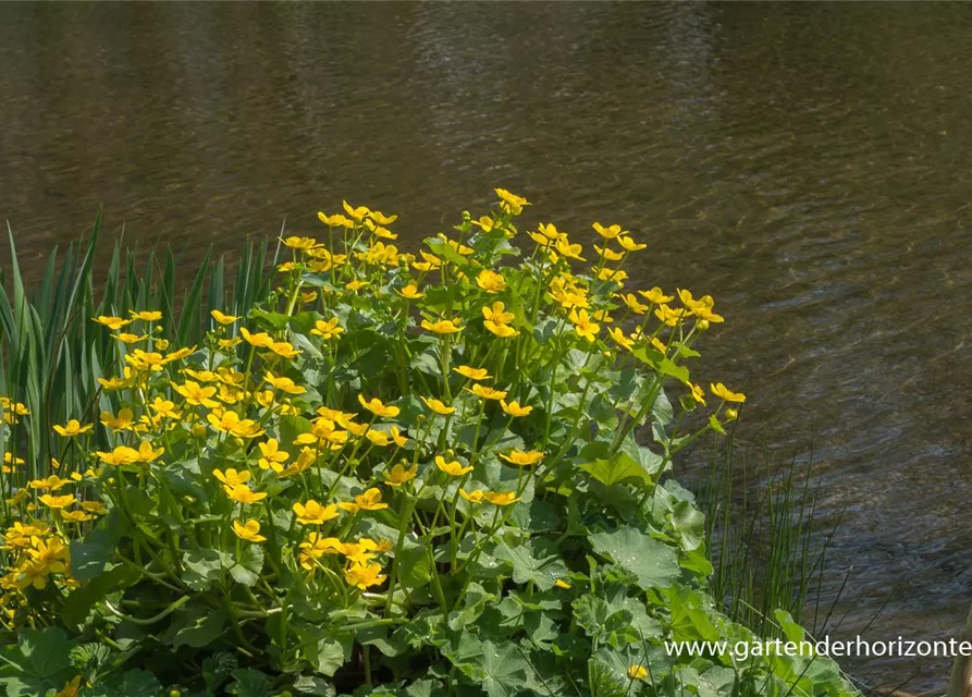 Caltha palustris