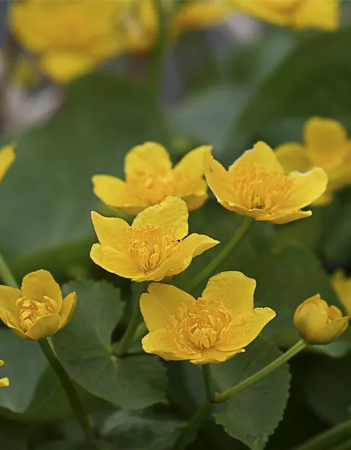 Caltha palustris