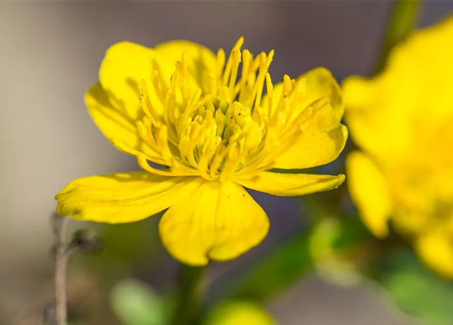 Caltha palustris