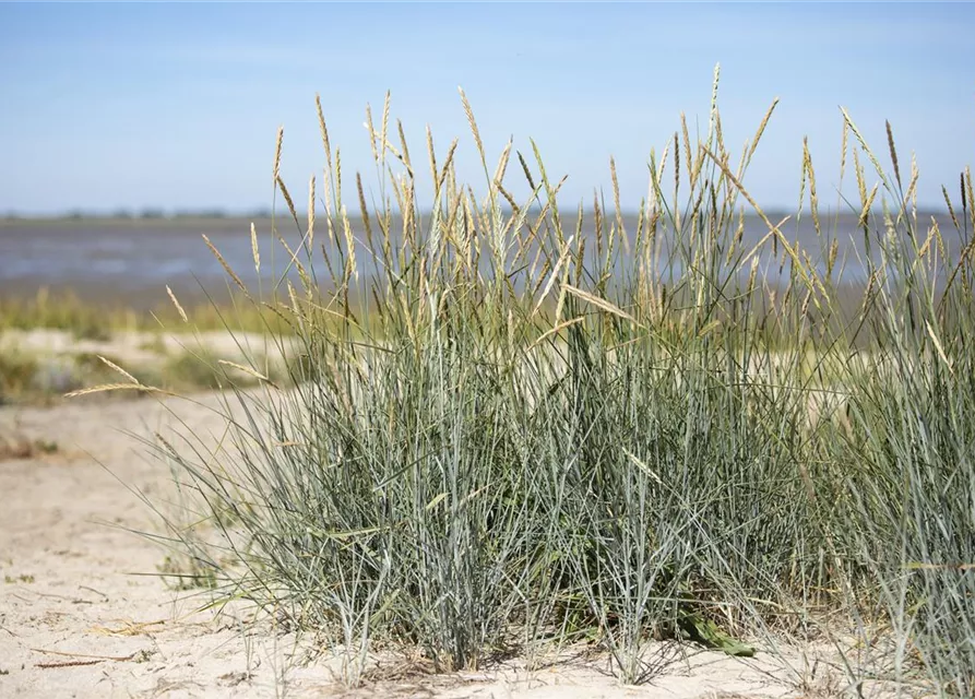 Amerikanischer Strandhafer