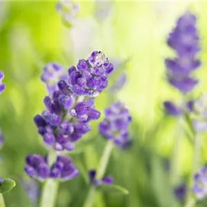 LAVENDEL - VIELSETIG UND SCHöN!