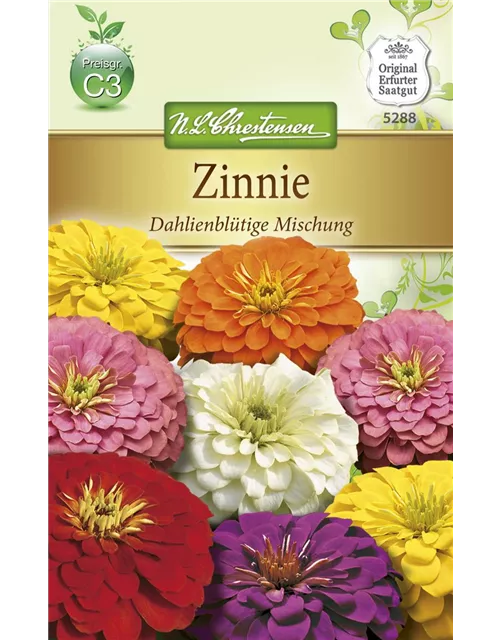 Dahlienblütige Zinnie-Samen