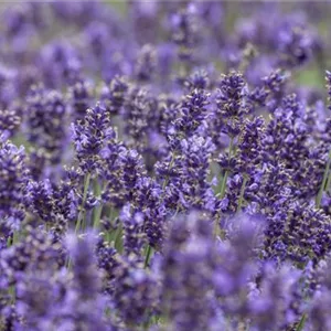 LAVENDEL - VIELSETIG UND SCHöN!