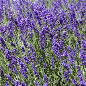 LAVENDEL - VIELSETIG UND SCHöN!