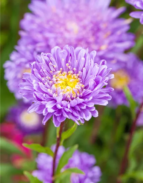 Gartenastersamen 'Pompon'