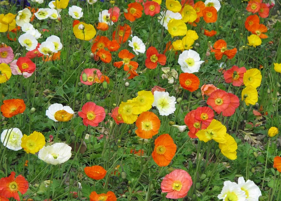 Island-Mohn-Samen