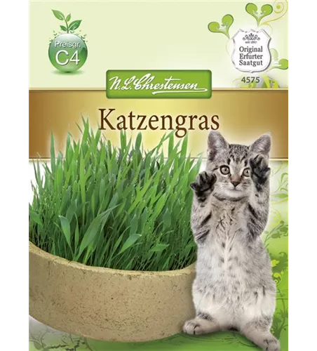 Katzengrassamen