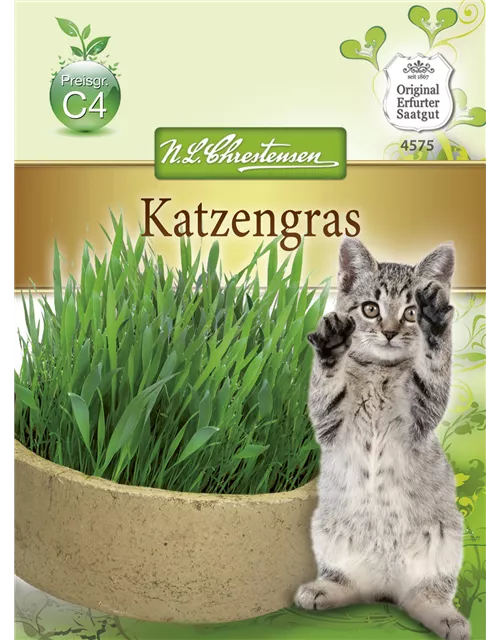 Katzengrassamen