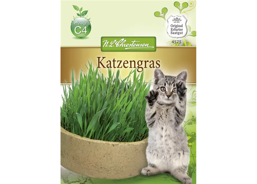 Katzengrassamen