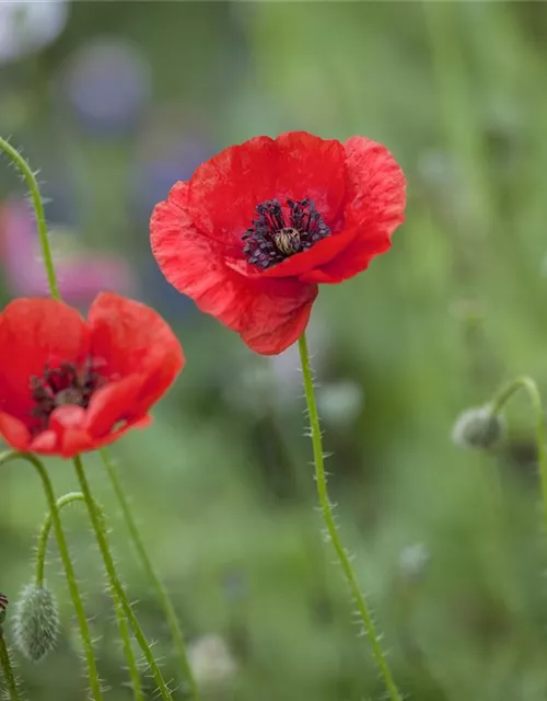 Klatsch-Mohn-Samen