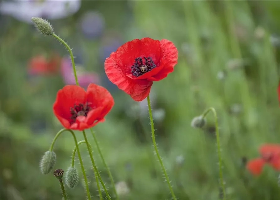 Klatsch-Mohn-Samen