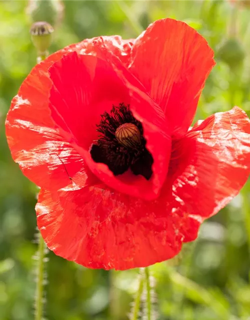 Klatsch-Mohn-Samen