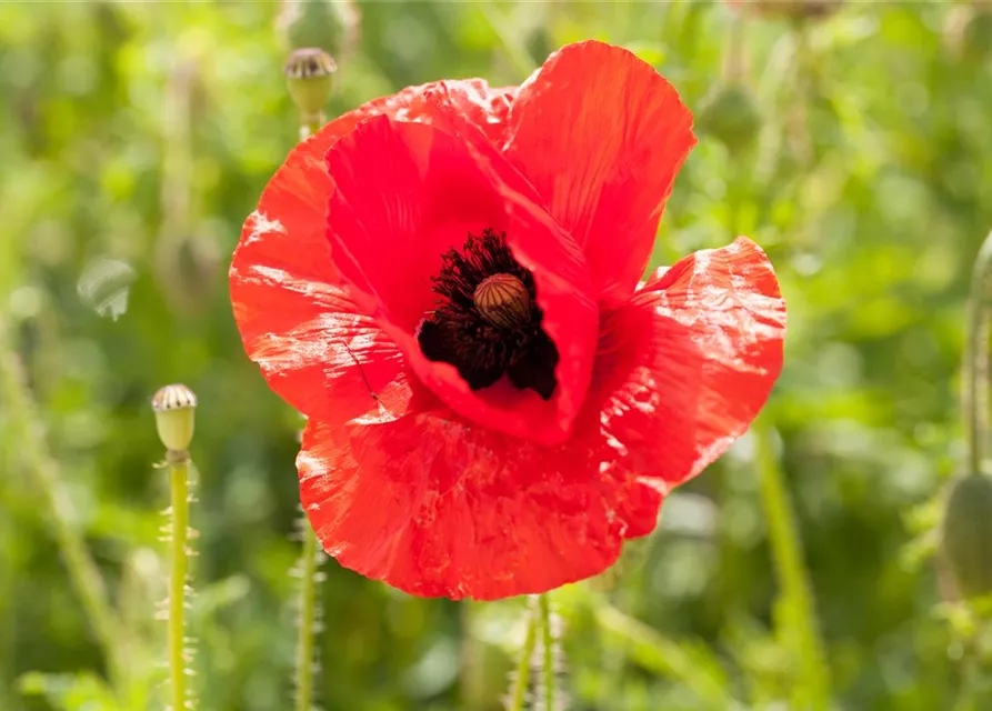 Klatsch-Mohn-Samen