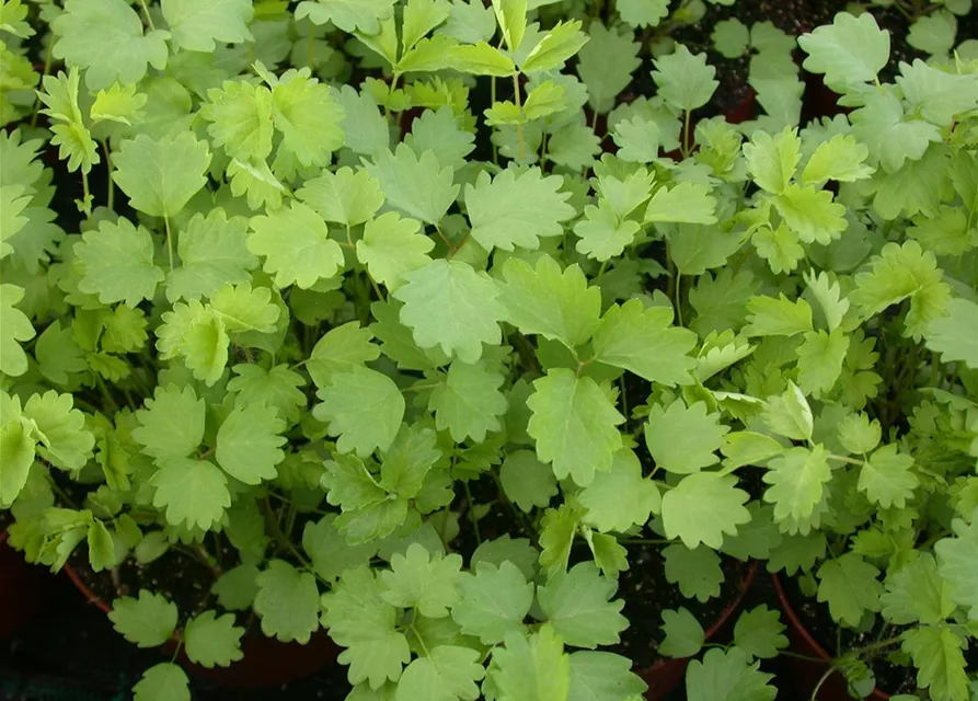 Kleiner Wiesenknopfsamen