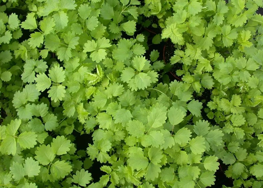 Kleiner Wiesenknopfsamen