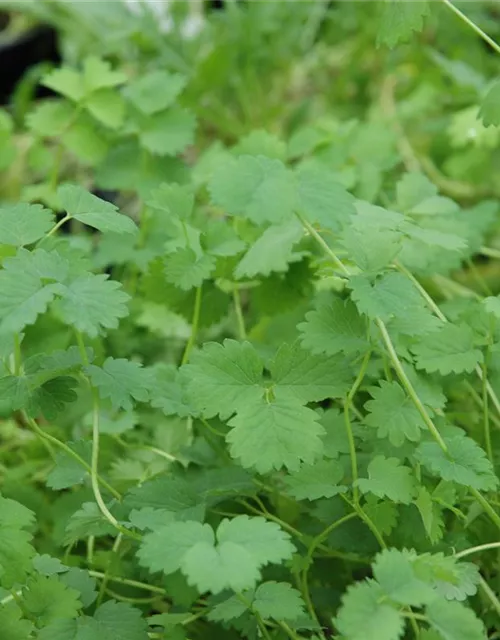 Kleiner Wiesenknopfsamen