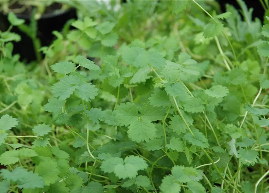 Kleiner Wiesenknopfsamen