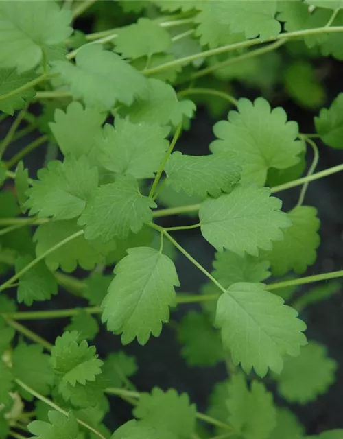 Kleiner Wiesenknopfsamen