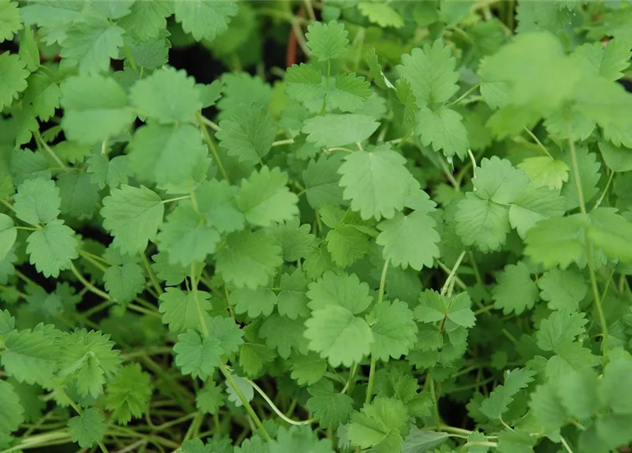 Kleiner Wiesenknopfsamen