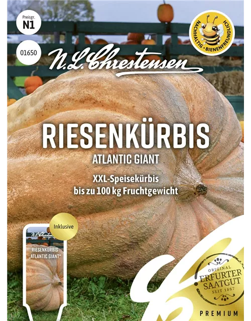 Kürbissamen 'Atlantic Giant'